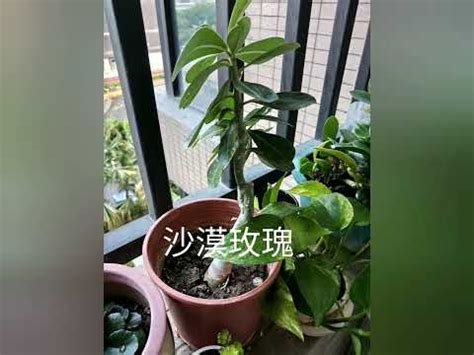 西曬陽台植物風水